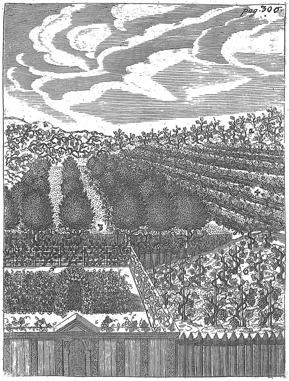 Märkischer Weingarten. Aus: Elsholtz, J. S.: „Vom Garten-Bau“. Faksimile-Ausgabe. Edition Leipzig, 1987. Original 1684.